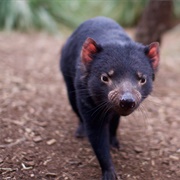 Bonorong Wildlife Sanctuary, Tasmania