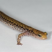 Long-Tailed Salamander