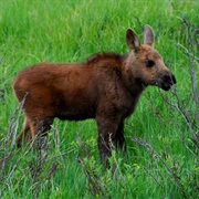 Moose