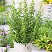 Rosemary