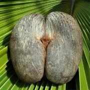 Deeknut (Corylus Dikana)