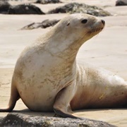 New Zealand Sea Lion