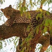 South Luangwa National Park