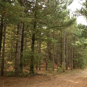 Big River State Forest, Illinois