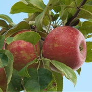 Zestar Apples