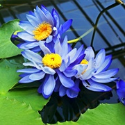 Giant Waterlily (Nymphaea Gigantea)