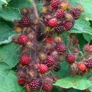 Wineberry