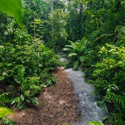 Soberania National Park, Panama
