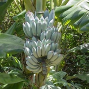 Blue Java Banana