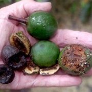 Ebony Heart (Elaeocarpus Bancroftii)