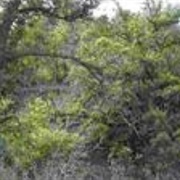 Cadillac Jack's, Deadwood SD