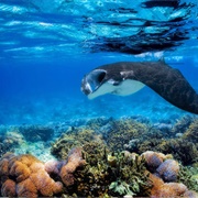 Manta Ridge, Micronesia