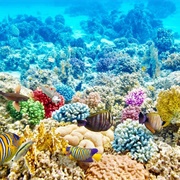Tubbataha Reef, Philippines
