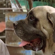 The Beast (The Sandlot)