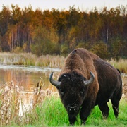 Elk Island National Park (AB)