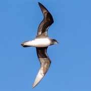 Herald Petrel