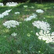 Queen Anne's Lace