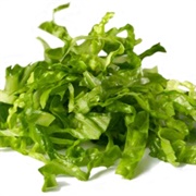 Romaine Lettuce