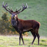 Stag