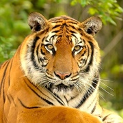 Seen the Chitwan Tigers