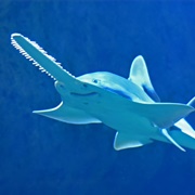 Saw Shark