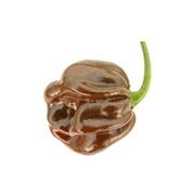 Chocolate Habanero