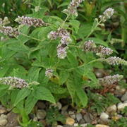 Wild Mint