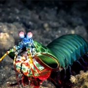 Mantis Shrimb