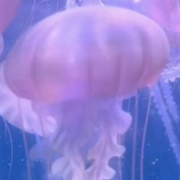 Jellyfish