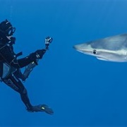 Dive With Sharks Without Cage on the Azores