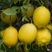 Interdonato Lemons