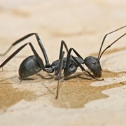 Carpenter Ant