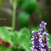 Anise Hyssop