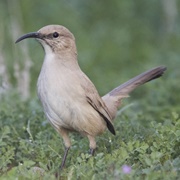Leconte's Thrasher