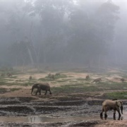 Dzanga-Ndoki National Park, CAR