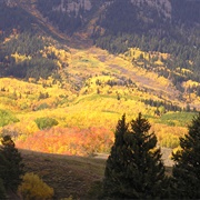 Aspen Leaves Turning