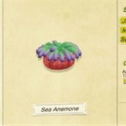Sea Anemone