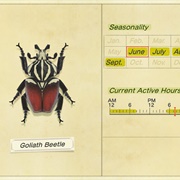 Goliath Beetle