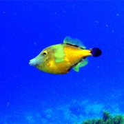 Bonaire National Marine Park