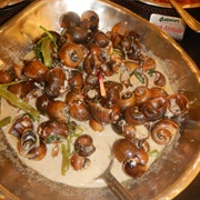 Golden Apple Snail (Pomacea Canaliculata)