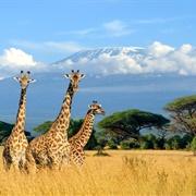 Mount Kilimanjaro National Park