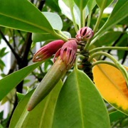 Black Mangrove (Bruguiera Gymnorhiza)