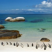 Boulders Penguin Colony, Cape Town