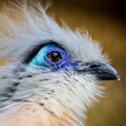 Crested Coua