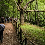 Parco Nazionale Delle Foreste Casentinesi, Monte Falterona E Campigna