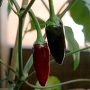 Black Hungarian Pepper