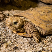 African Pancake Tortoise