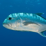 Giant Trevally
