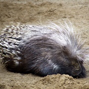 Crested Porcupine
