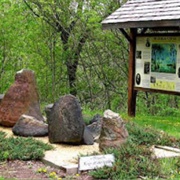 Gilboa Fossil Forest